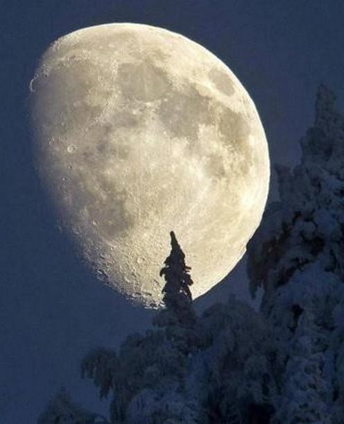 Lune-et-coniferes_Theoldmans_Journal.jpg